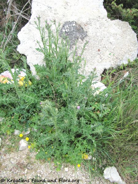 Datei:Leb CardPycno Pag 110424 606.jpg