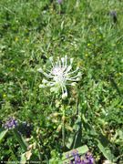 Leopoldia comosa (L.) Parlatore, 1847 - Schopfige Traubenhyazinthe, kitnjasta presličica. Fundort: Dugi Otok-Veli Rat 04/2018, Essbare Pflanze