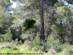 PinHalep Hex1 Kož 150413 0171.jpg