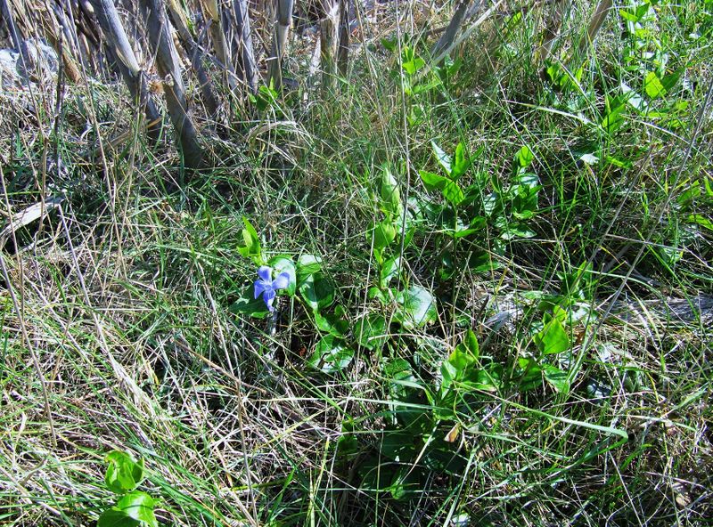 Datei:Vinca major Linné, 1753 Sab 160320 8262.jpg