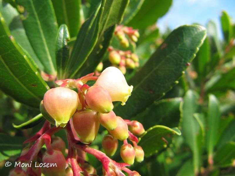 Datei:Arbutus unedo Linné, 1753 Vir 131004 4901.jpg