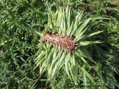 CardNu Verbä Vir 180213 10738.jpg