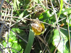 Erste Besucher sind die Bienen, Murvica 02/2016