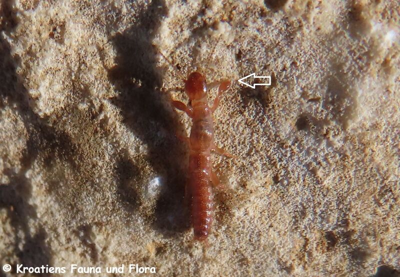 Datei:Haploembia solieri Rambur, 1842 241029 3984 D.JPG