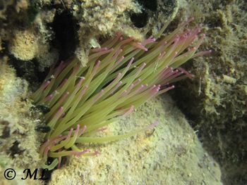 Leptomysis mediterranea Sars, 1877 Vir 140809 5287.jpg