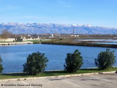 Die Solana in Nin, dahinter die Ziegelfabrik von Grbe und Vrsi