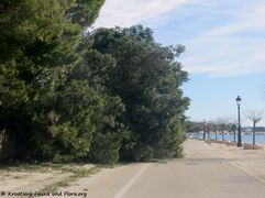 190224 0193 Vir k.jpg