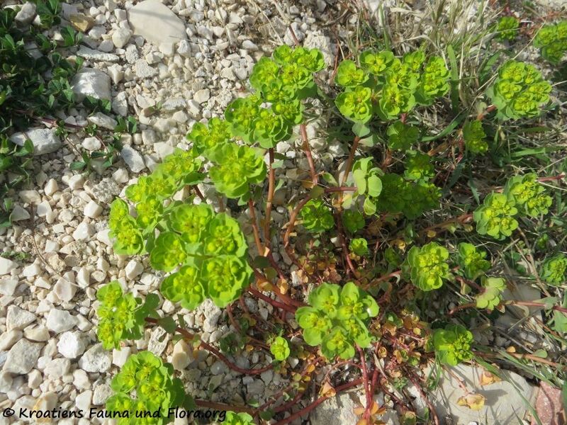 Datei:EuphoHeli Hab Vir 200328 363 k.jpg