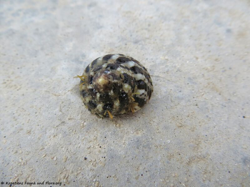 Datei:Gibbula fanulum Gmelin, 1791 Vrsi 190808 1291.jpg