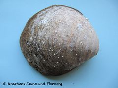 Die Oberseite mit dem Periostracum, Vir 06/2010