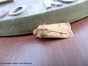 OrthosiaCruda Novi 131002 4741.jpg