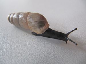 RumDeco Vir 140511 3079.jpg