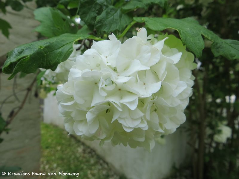 Datei:Viburnum opulus 'Roseum' Linné, 1753 Nied 170521 7991.jpg