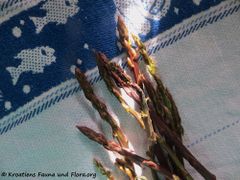 Asparagus acutifolius Linné, 1753 - Spitzblättriger Spargel , oštrolisna šparoga, Vir