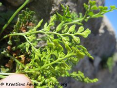 Stängel, Burg Kličevica 04/2019