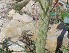 CardNu Verbä Vir180308 11114.jpg