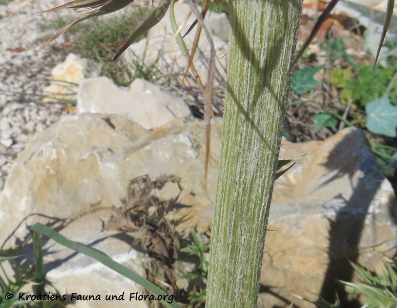 Datei:CardNu Verbä Vir180308 11114.jpg