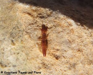 Haploembia solieri Rambur, 1842 Vir 241029 3983 D.JPG