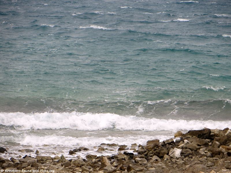 Datei:180226 10992 txt.jpg