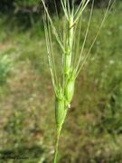 Aegilops triuncialis Linné, 1753 - xxx - triuncijalna ostika, Fundort: Otok Vir 05/2014