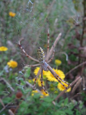 Arg brue Pag 140826 5535.jpg