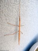 Junges Weibchen, Vir 02/2018