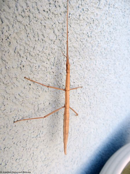 Datei:Bacillus rossius Rossi, 1788 Vir 180223 10947 txt.jpg