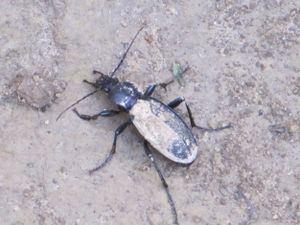 Car glab Nuštar 111029 40.jpg