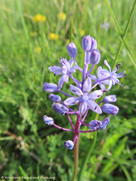 Datei:Chouardia litardierei (Breistr.) Speta, 1998 Priv 210513 2230.jpg