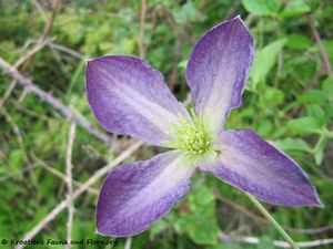 ClematVitic Vir 140515 3214.jpg