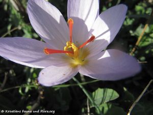 Crocus thomasii Tenore, 1826 Vir 131103 5812.jpg