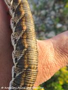 Milben auf der Raupe Otok Vir 09/2017