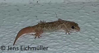 © Jens Eichmüller, Otok Pag 04/2020