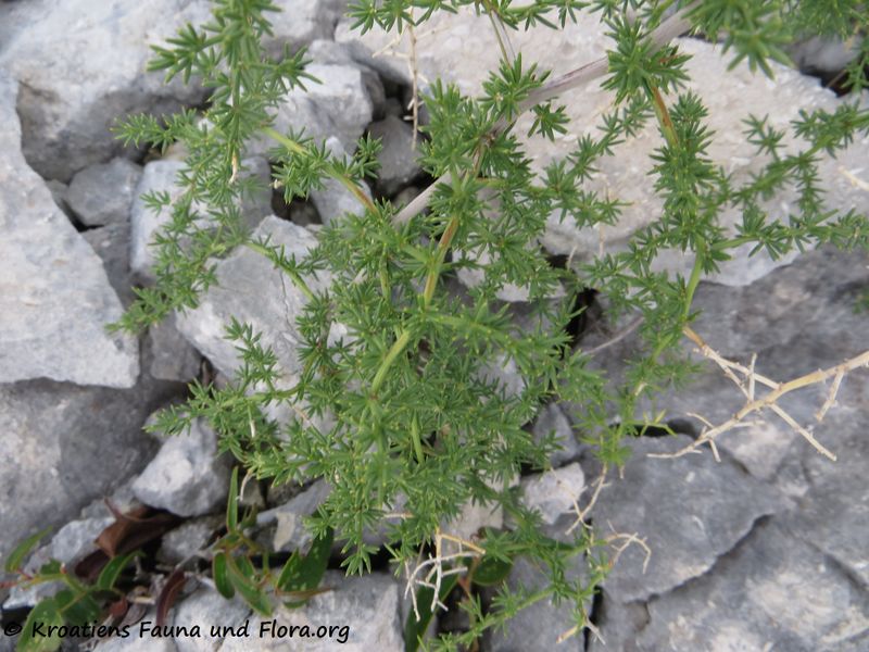 Datei:Asparagus aphyllus Linné, 1753 Vrsi 190808 1320.JPG