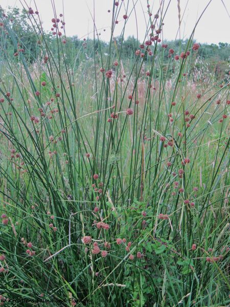 Datei:Fru ScirpoidesHolo Vir 130713 3156.jpg