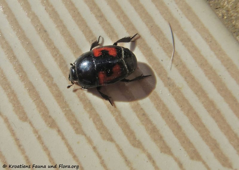 Datei:Hister quadrimaculatus Linné, 1758 Vir 170416 7122 d.jpg