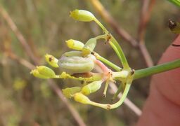 Lasioptera foeniculi Dorchin & Freidberg, 2011 Sab 230918 4196.JPG