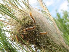 Jungraupen am Nest, Otok Vir 12/2015