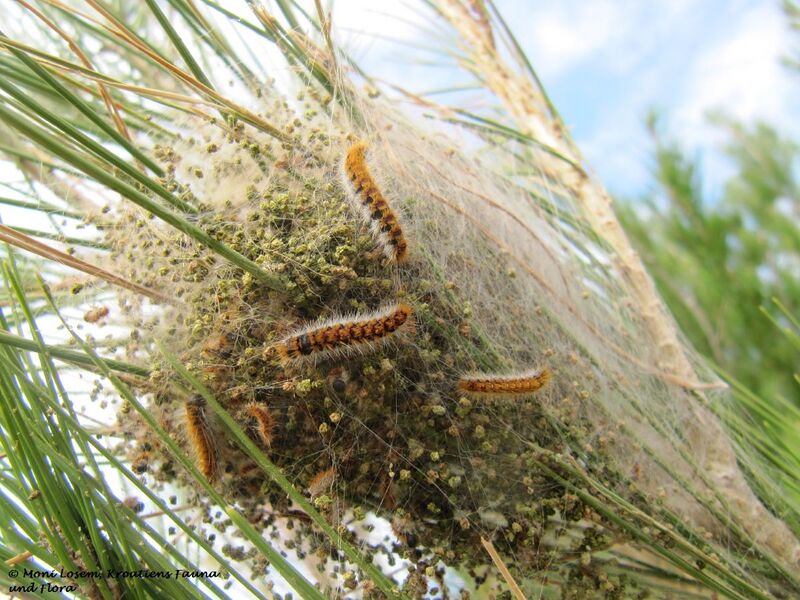 Datei:Thaumetopoea pinivora Treitschke, 1834 Vir 151205 2860 k.jpg