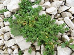 Überwinterungsform, Vir 04/2013