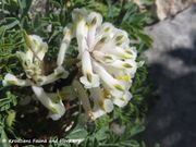 Pseudofumaria alba subsp. acaulis (Wulfen) Lidén, 1986 - Blassgelber Lerchensporn, primorska dimovica. Fundort: Vidikovac Kamenjak 03/2019. Endemische Pflanze, Geschützte Pflanze, Gefährdete Pflanze