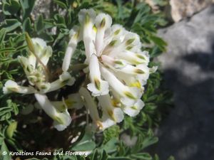 190322 0392 Pseudofumaria alba subsp. acaulis (Wulfen) Lidén, 1986 d.jpg