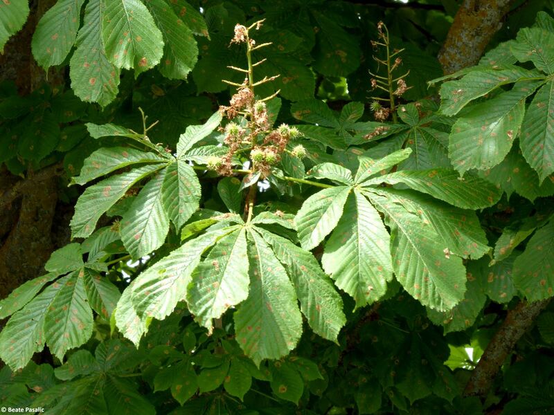 Datei:Aesculus hippocastanum Linné, 1753 Ohrid 8 Blatt 1.jpg