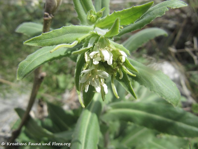 Datei:Arabis turrita Linné, 1753 Senj 140324 1047.jpg