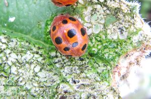 HenoElat Zad 151006 2144 D.jpg