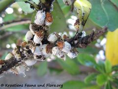 Vir 06/2012 auf Pittosporum tobira Dryander, 1811 - Chinesischer Klebsame, pitospor
