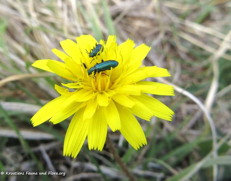 Datei:Psilothrix viridicoerulea Geoffroy, 1785 Vir 170424 7232.jpg