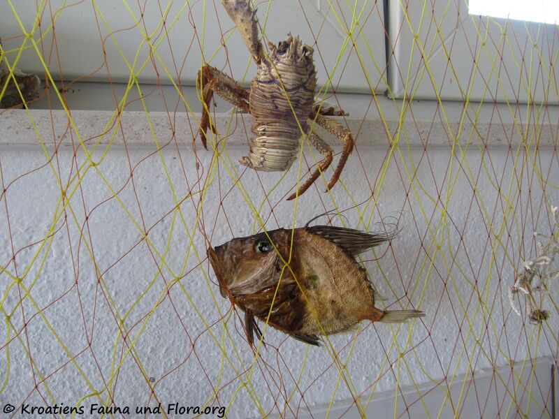 Datei:Zeus faber Linné, 1758, Sab 120804 720.JPG