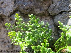 Burg Kličevica 04/2019