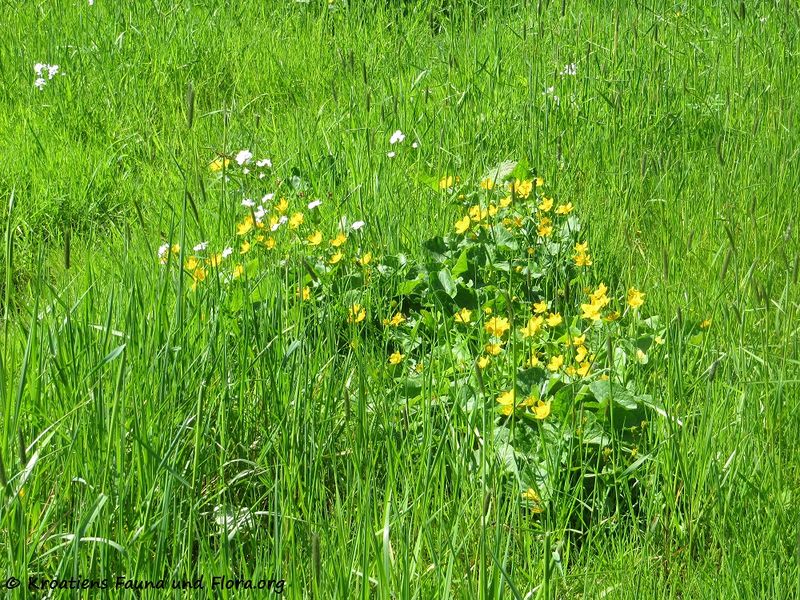 Datei:Caltha palustris Linné, 1753 KulMoo 170515 7767.jpg